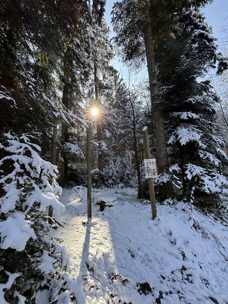 schneebedeckter Weg durch den Wald
