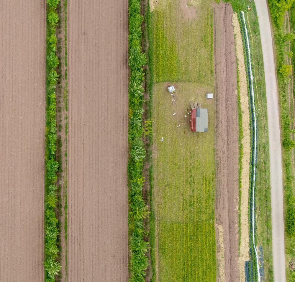 Agroforst-System mit Wechsel von Ackerfläche und Grünstreifen sowie Grünland mit Hühnern von oben.
