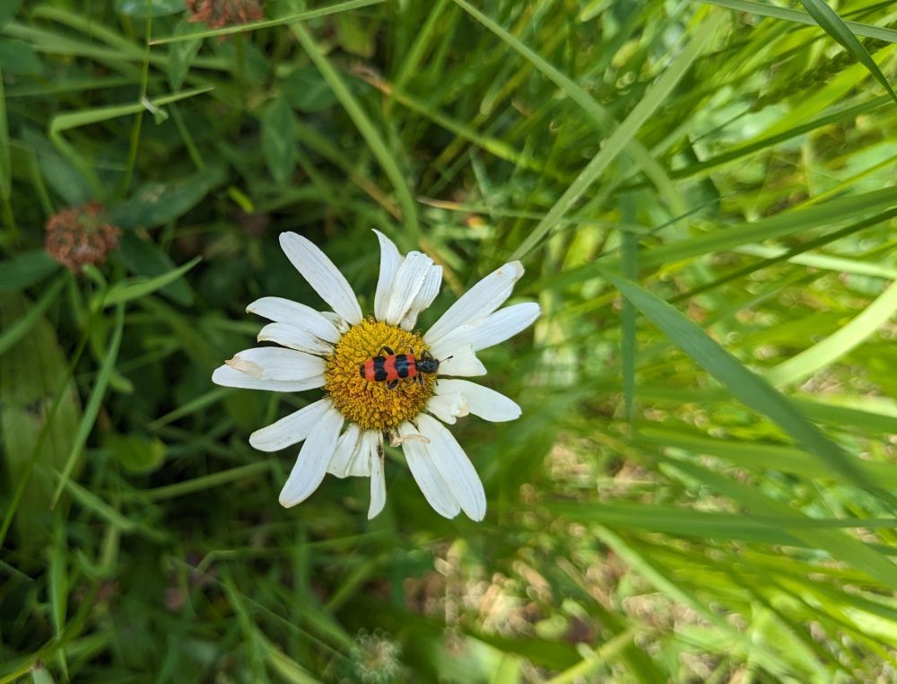 Blume mit Käfer