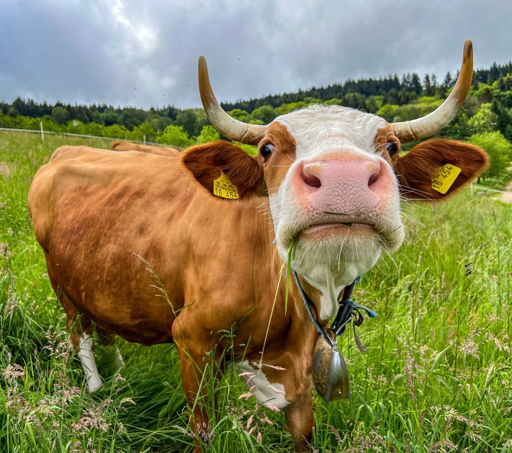Eine Kuh schaut in die Kamera