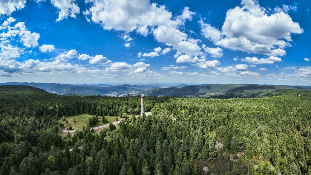 Hügelige Wald-Landschaft mit Hohlohturm auf dem Kaltenbronn