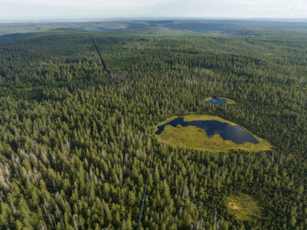 Zwei Hochmoorseen inmitten der Waldlandschaft auf dem Kaltenbronn. Foto: Michael Keppler