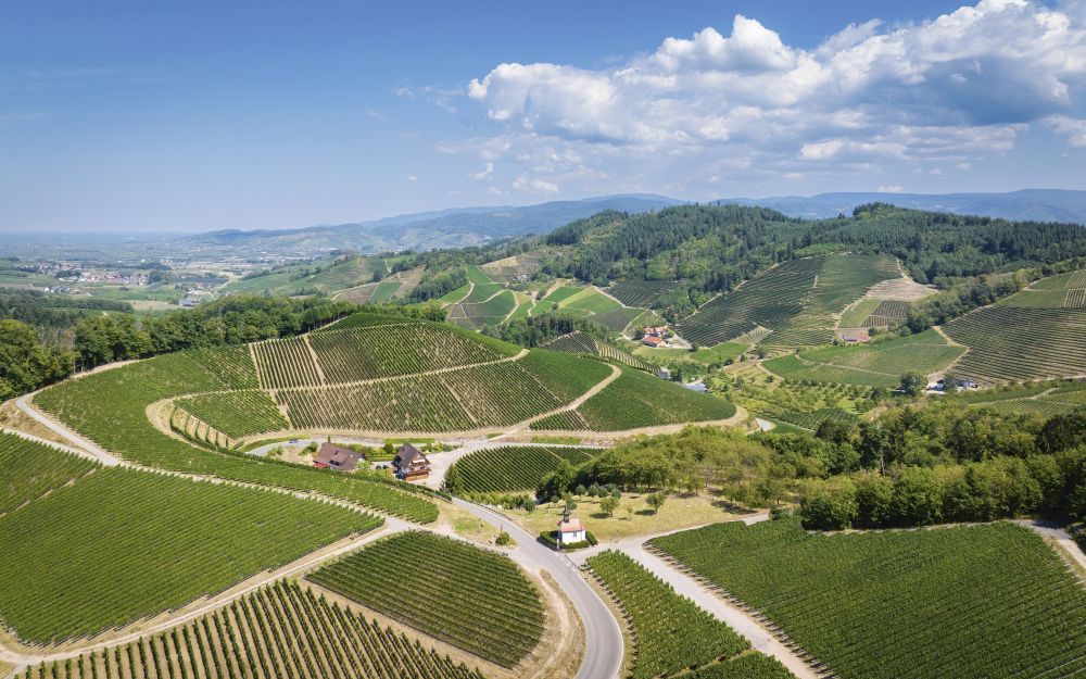 Weinberglandschaft im Ortenaukreis