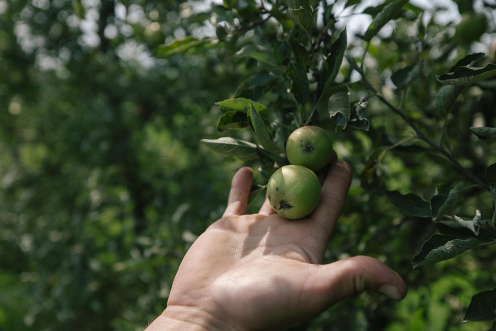 Eine Hand zeigt Äpfel an einem Baum.