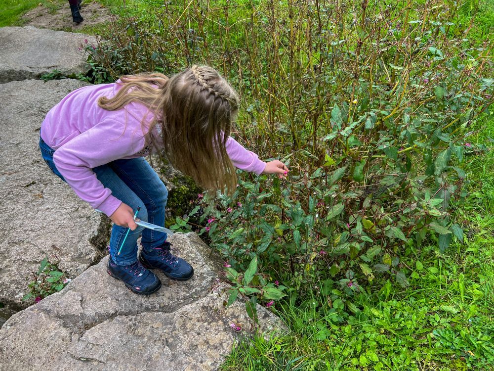 Mädchen schaut sich Blumen in einer Wiese an.