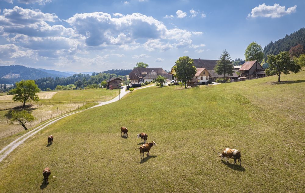 Kühe weiden auf einer Wiese vor einem Hof. Im Hintergrund ist Wald zu sehen.