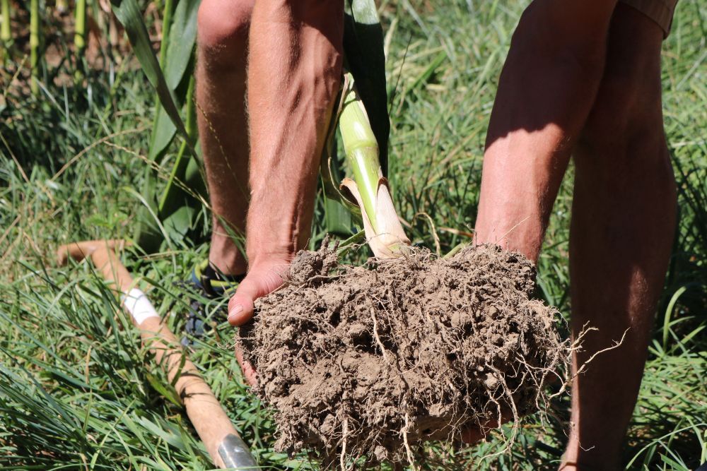 Hände halten humusreiche Erde