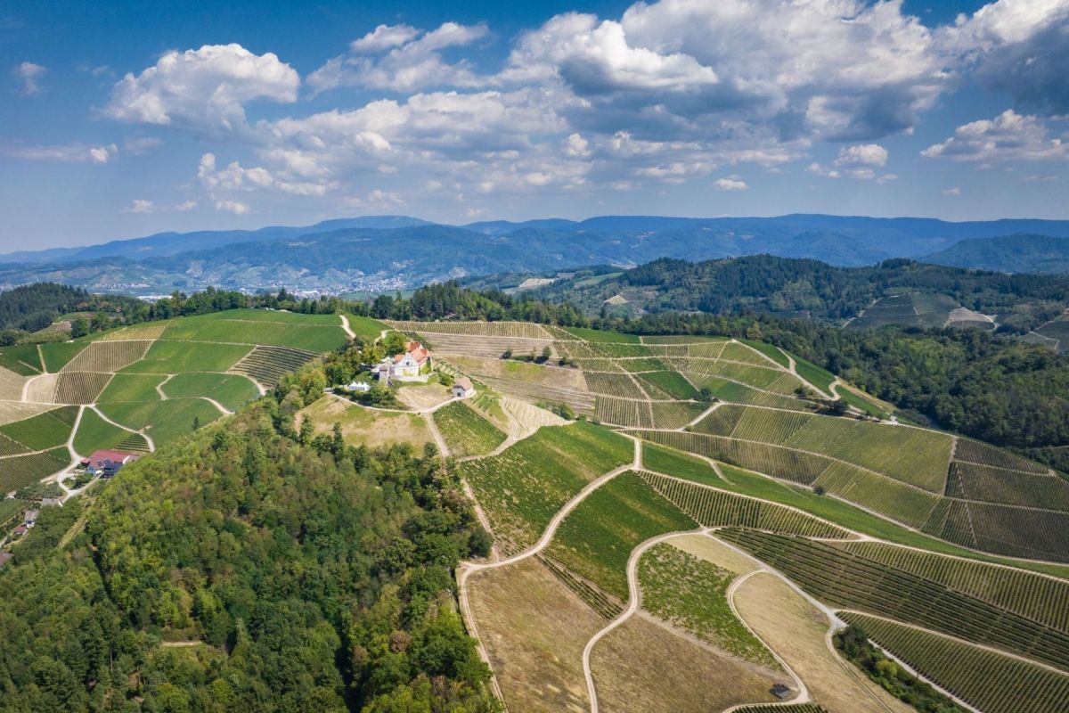 Weinreben in der Schwarzwälder Vorbergzone. Foto: Dietmar Denger