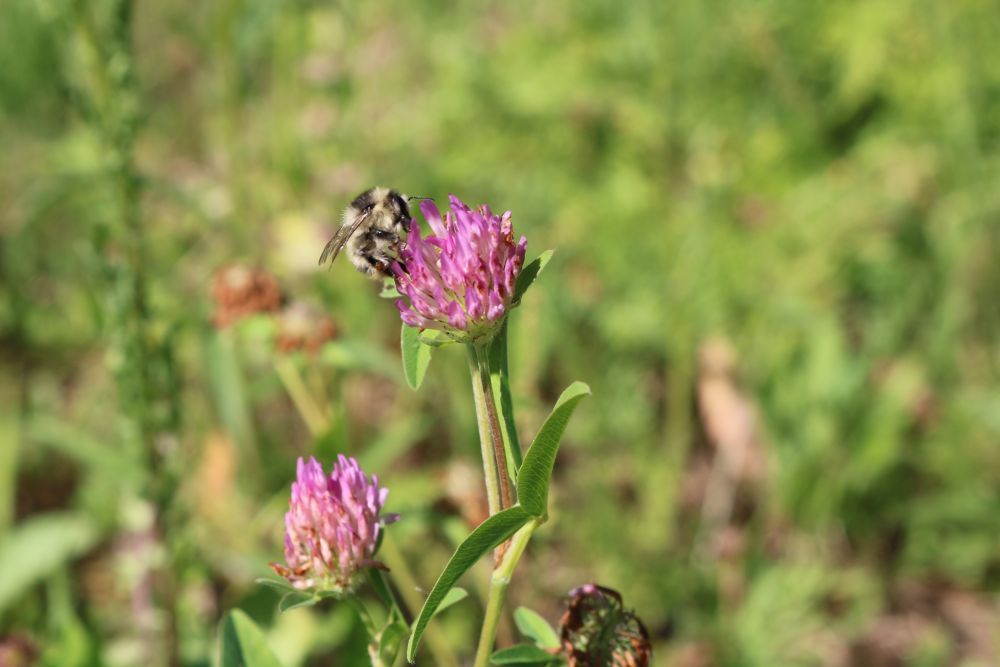 Hummel auf einer Blume