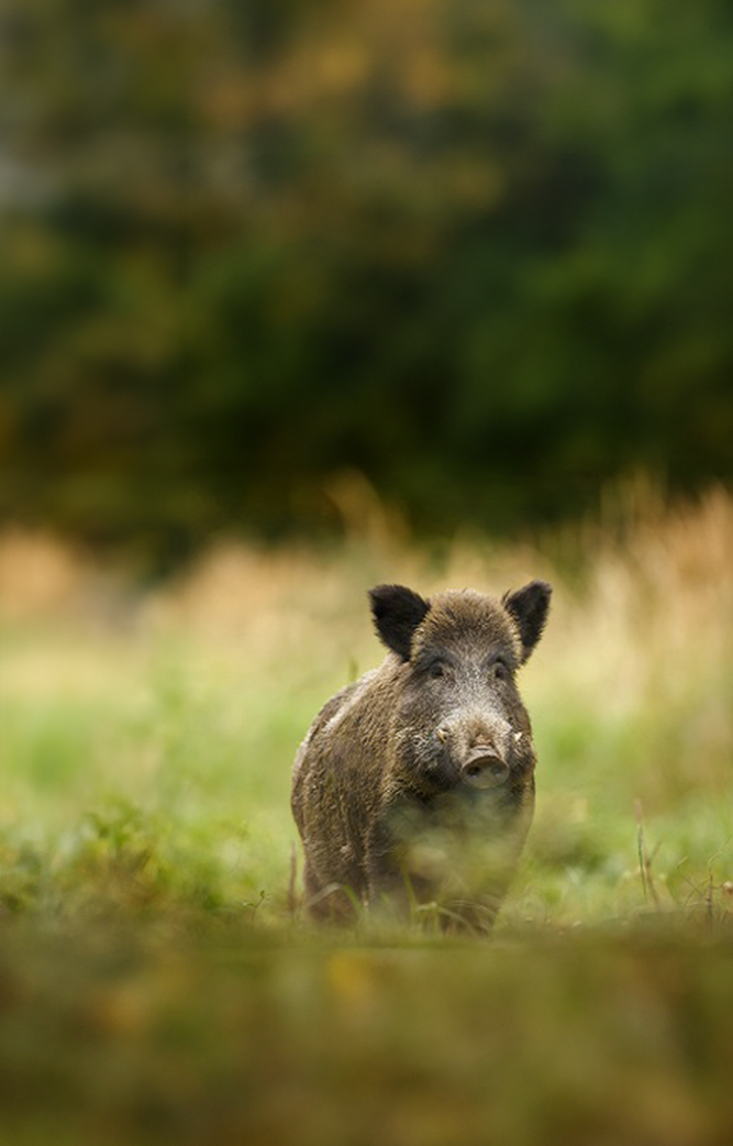 Wildschwein im Naturpark